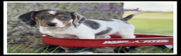 Miniature Dachshund dogs for sale: Rain - Ad 1