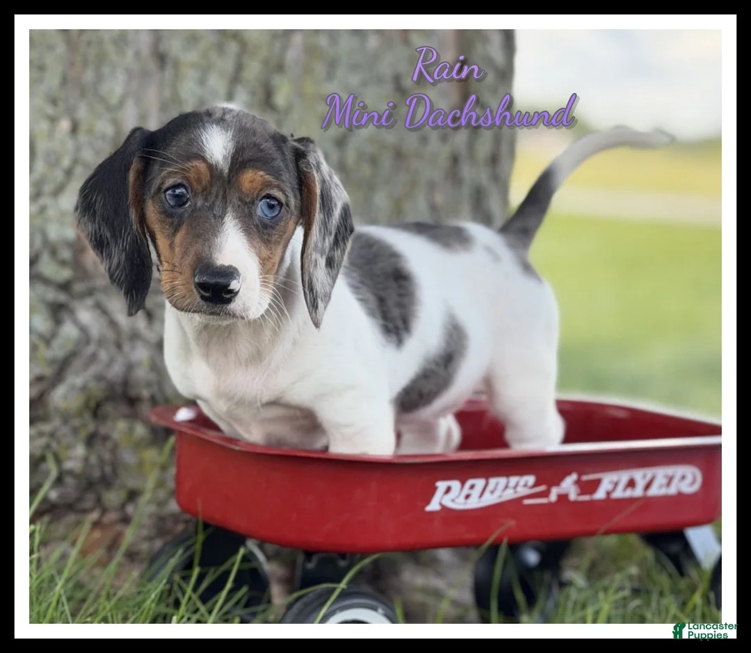 Miniature Dachshund dogs for sale: Rain - Ad 1