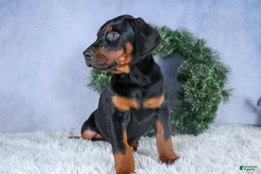 Doberman Pinscher dogs for sale: TUCKER - Ad 7