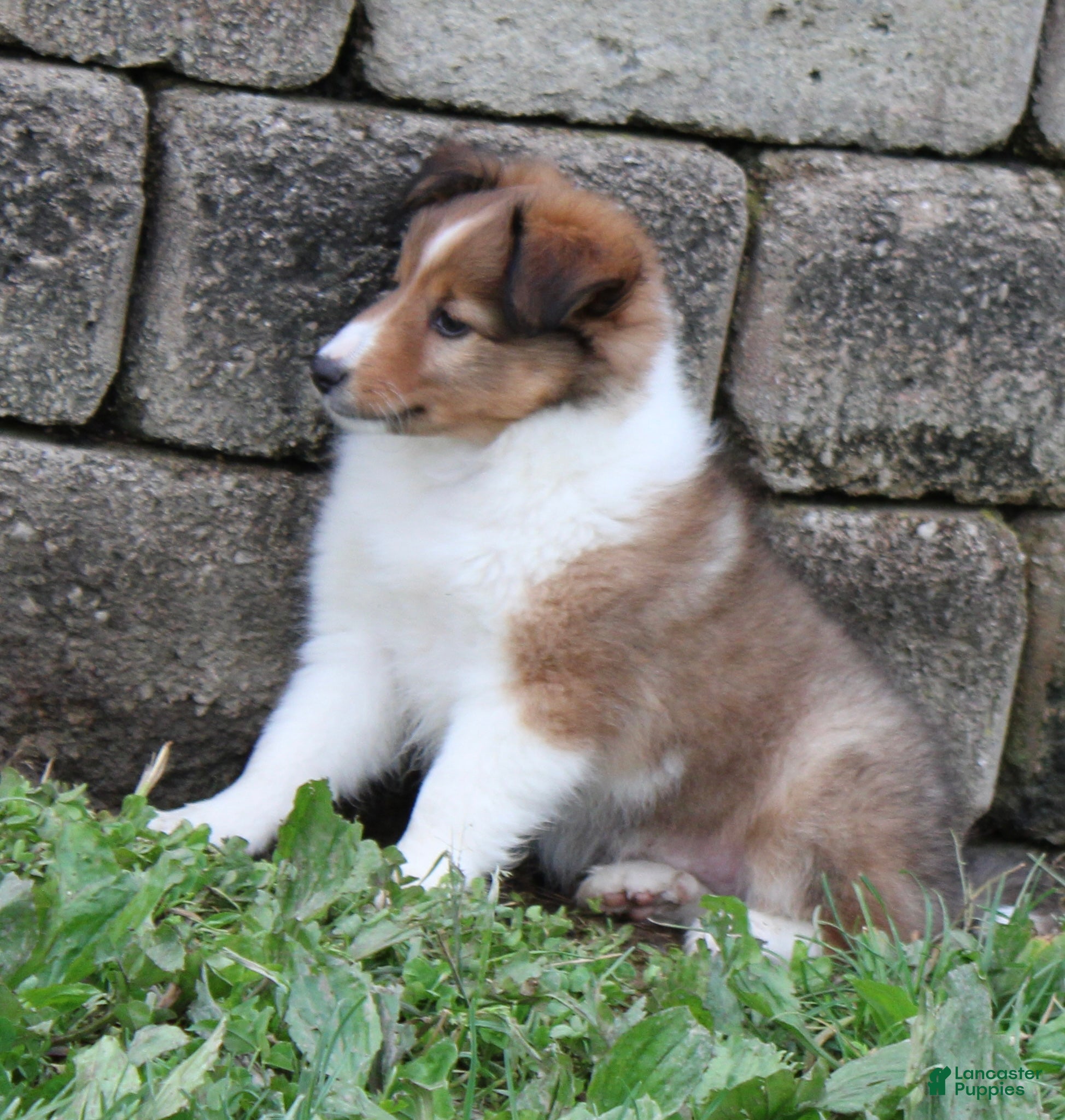 Shetland Sheepdog dogs Blossom Shetland Sheepdog  - Ad 2