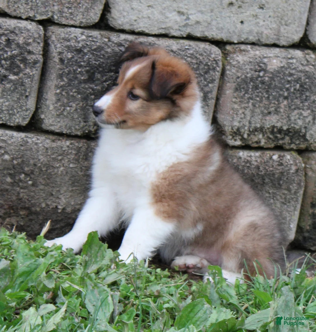 Shetland Sheepdog dogs for sale: Blossom Shetland Sheepdog  - Ad 2