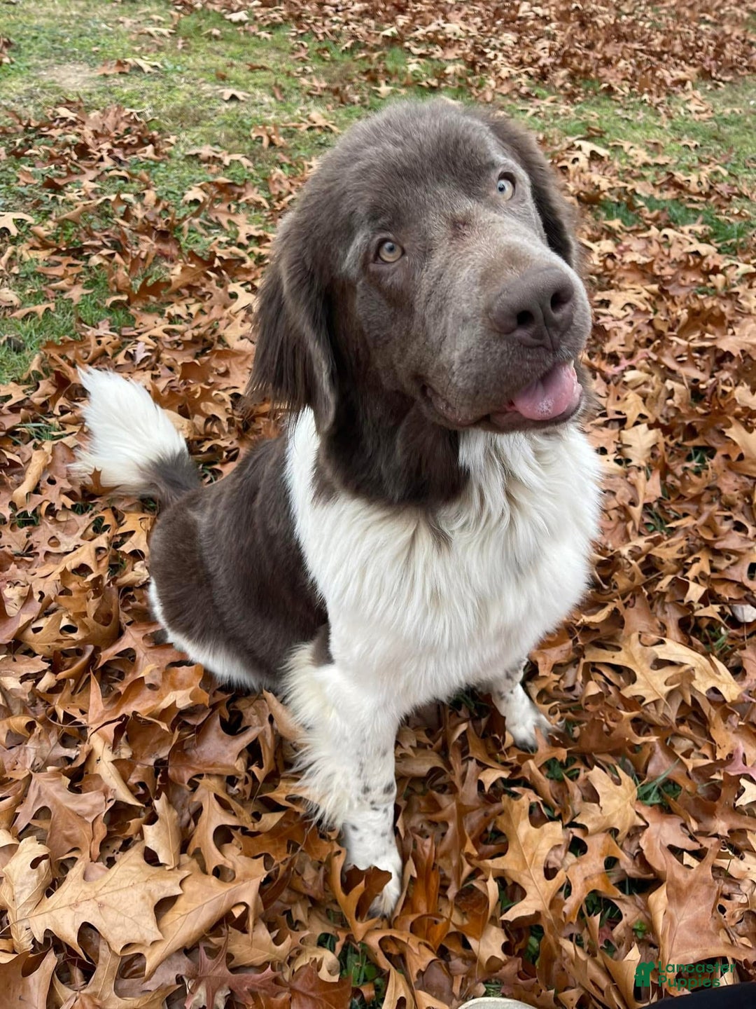 Newfoundland dogs for sale: Newfoundland Puppy 1 - Ad 5