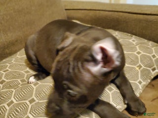 American Bully dogs - Ad 35