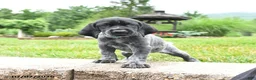 German Shorthaired Pointer dogs for sale: Hawk - Ad 3