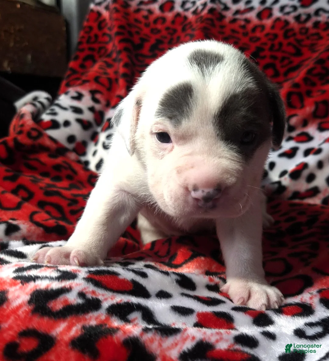 Mixed Breed dogs for sale: "SZA"  - Ad 3