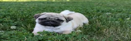 Pug dogs for sale: Rover - Ad 7
