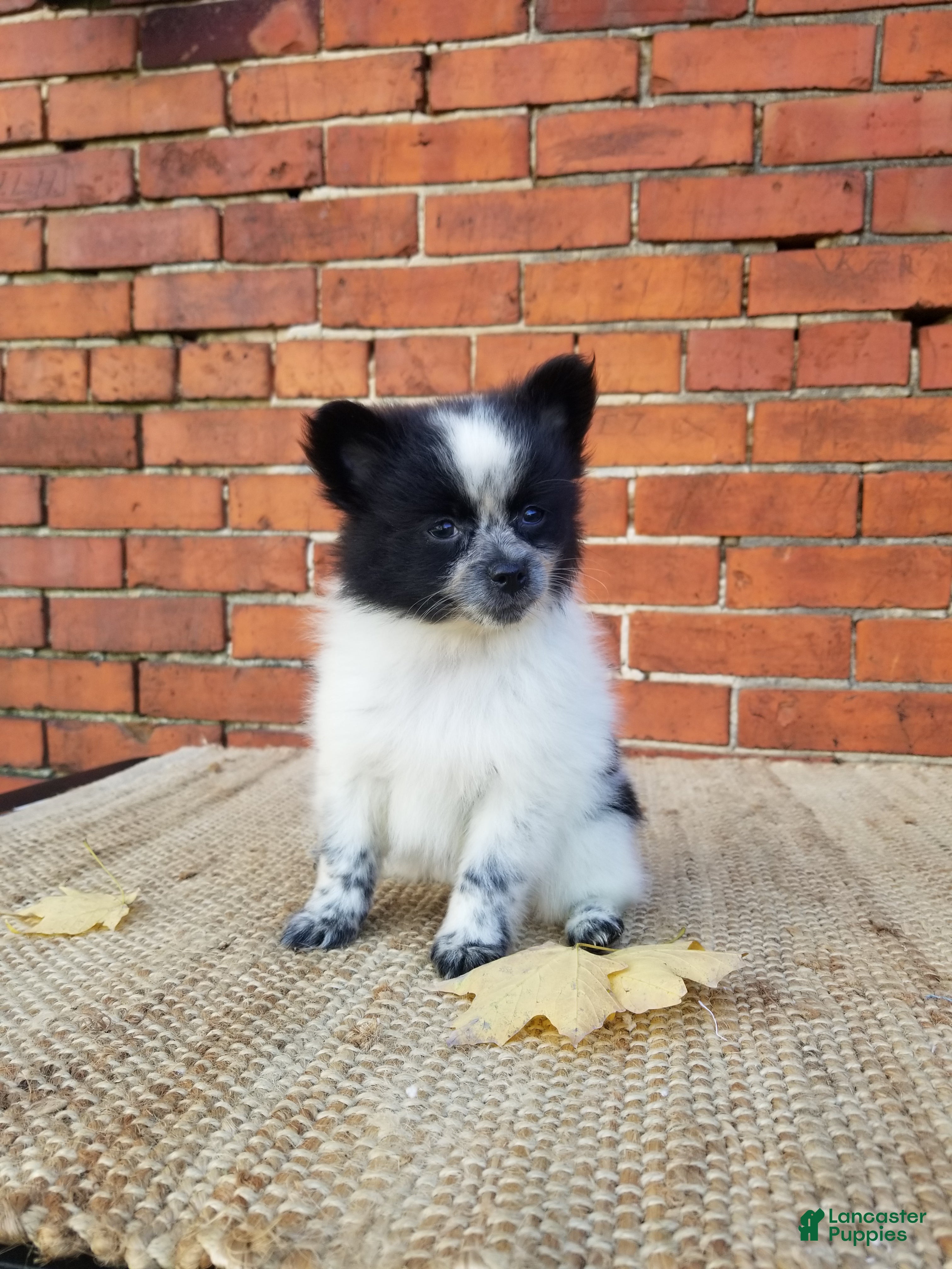 Pomeranian dogs Zoey  - Ad 1