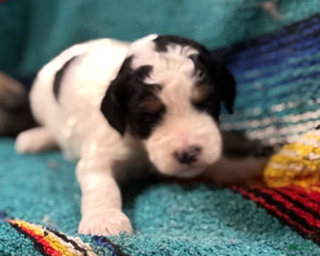 Mini Bernedoodle dogs for sale: Tater - Ad 3