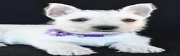 West Highland Terrier dogs for sale: Kara - Ad 5