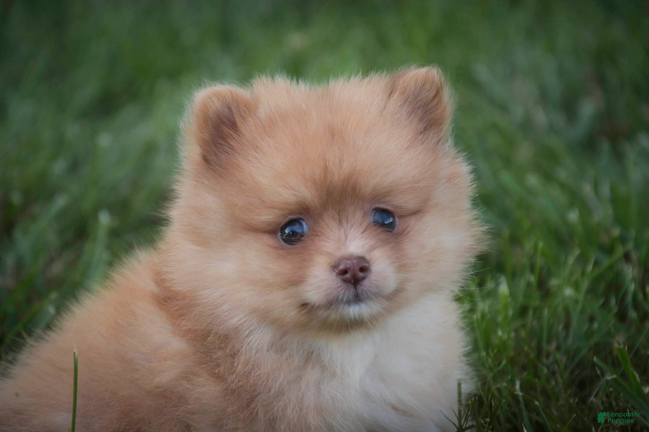Pomeranian dogs for sale: Toulouse Pomeranian  - Ad 2