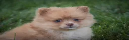 Pomeranian dogs for sale: Toulouse Pomeranian  - Ad 13