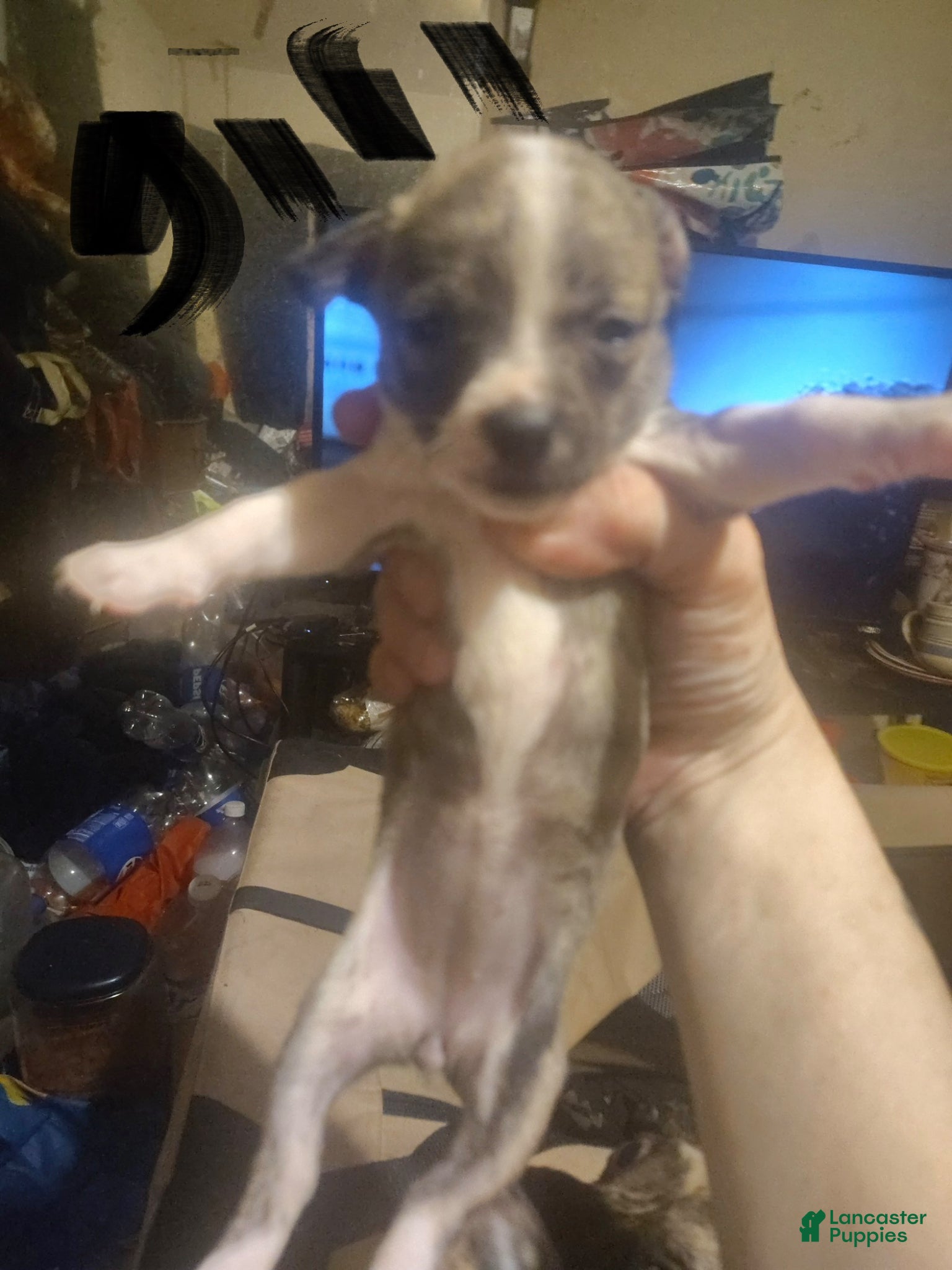 Mixed Breed dogs Angelique - Ad 24