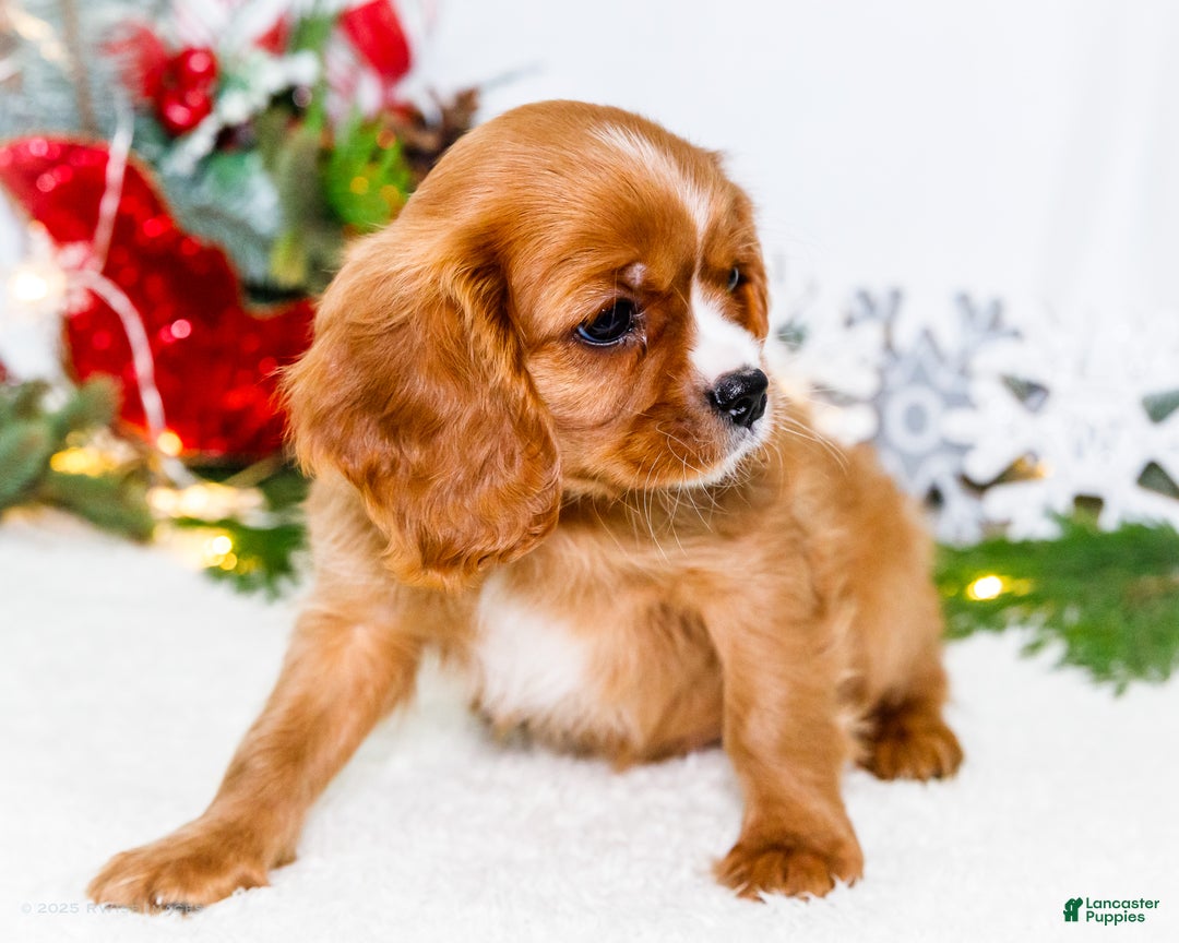 Cavalier King Charles Spaniel dogs for sale: Candy Cane - Ad 10