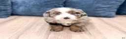 Mini Bernedoodle dogs for sale: Oscar - Ad 6