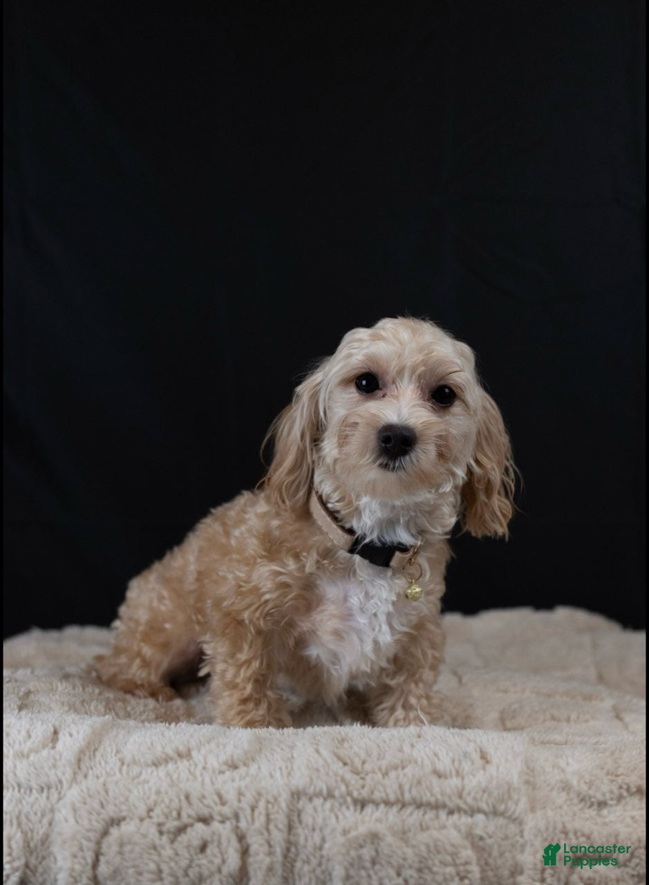 Maltipoo dogs for sale: Citrine - Ad 2