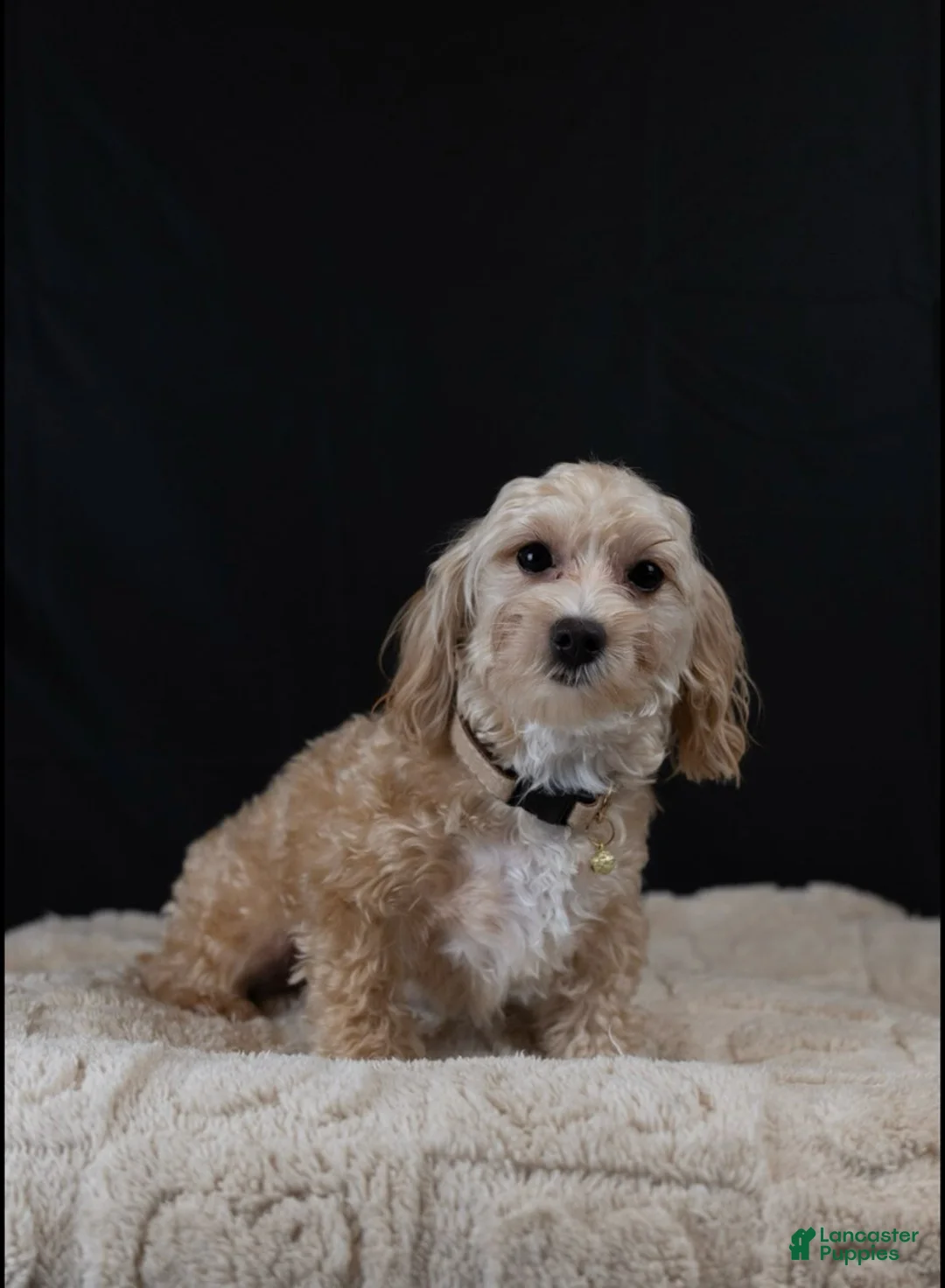 Maltipoo dogs for sale: Citrine - Ad 2