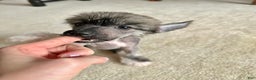 Chinese Crested dogs for sale: Chinese Crested Puppy 1 - Ad 1
