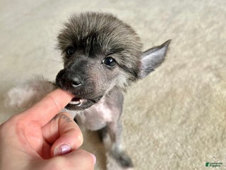 Chinese Crested dogs Chinese Crested Puppy 1 - Ad 1