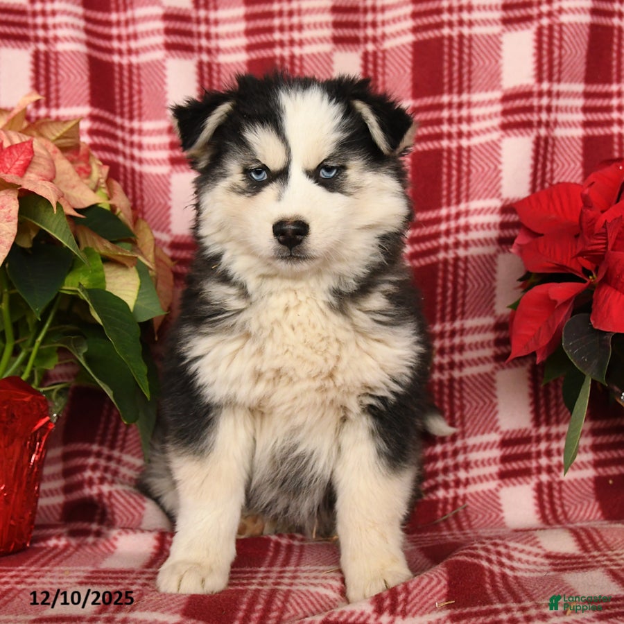 Pomsky dogs Frost  - Ad 40