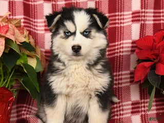 Pomsky dogs Frost - Ad 42