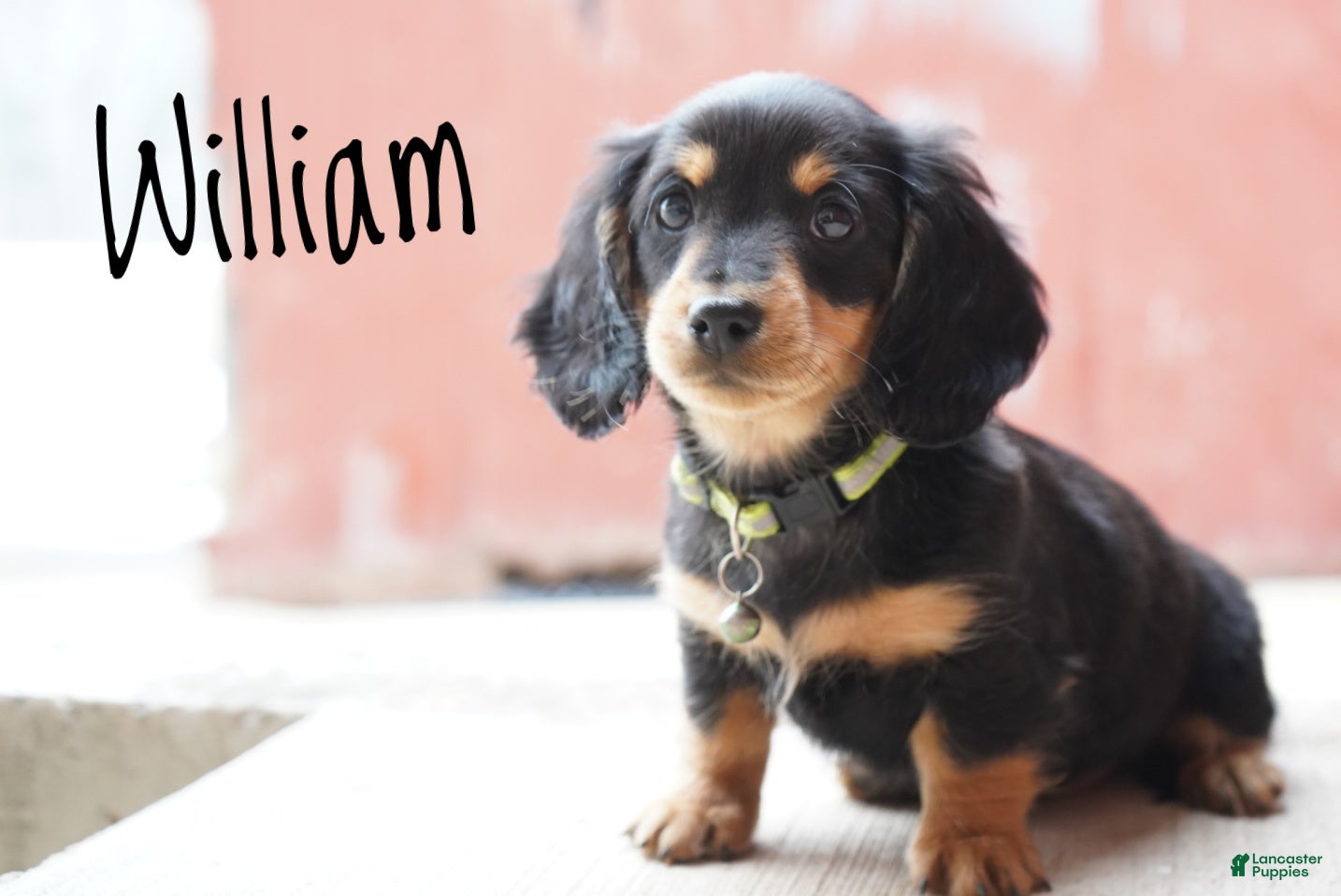 Dachshund dogs William  - Ad 2