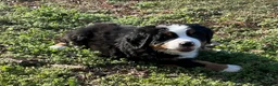 Bernese Mountain Dog dogs for sale: "Max"  Bernese Mountain Dog Puppy 2 - Ad 3