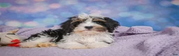 Cavapoo dogs for sale: Duke - Ad 4