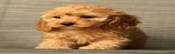 Cockapoo dogs for sale: Lucy - Ad 7