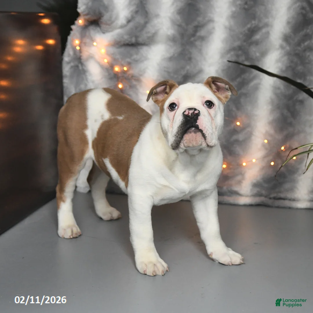 Mixed Breed dogs for sale: Max - Ad 1