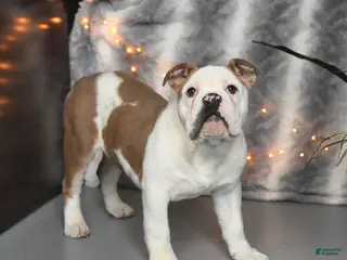 Mixed Breed dogs Max - Ad 17