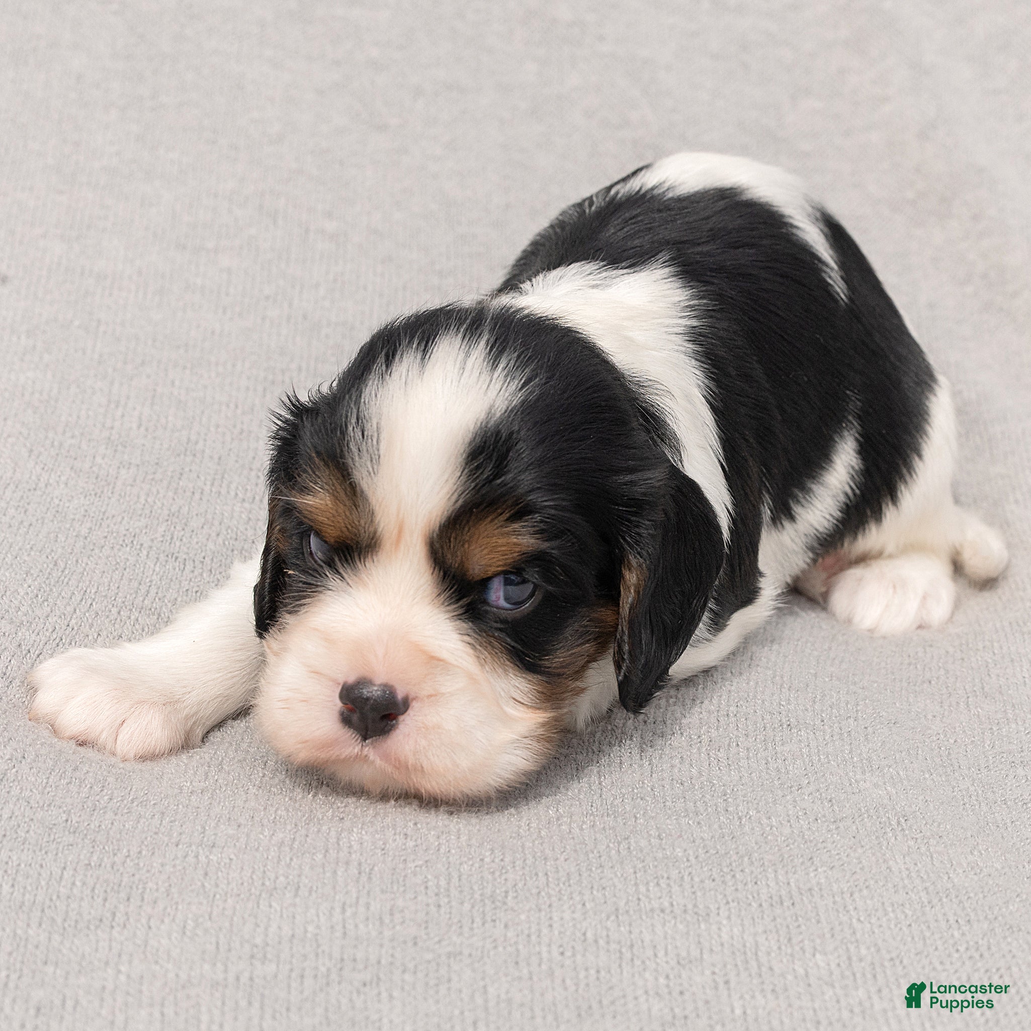 Cavalier King Charles Spaniel dogs Brian Cavalier King Charles Spaniel  - Ad 2