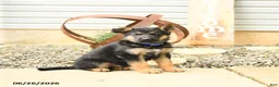 German Shepherd dogs for sale: Lyle - Ad 1