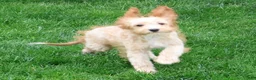 Cavapoo dogs for sale: Paisley - Ad 4