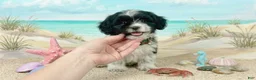 Maltipoo dogs for sale: PANDA - Ad 3