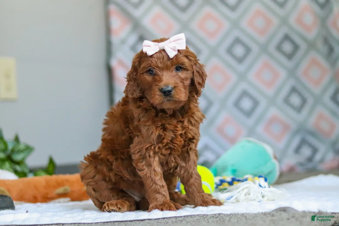 Goldendoodle dogs for sale: Clover - Ad 5