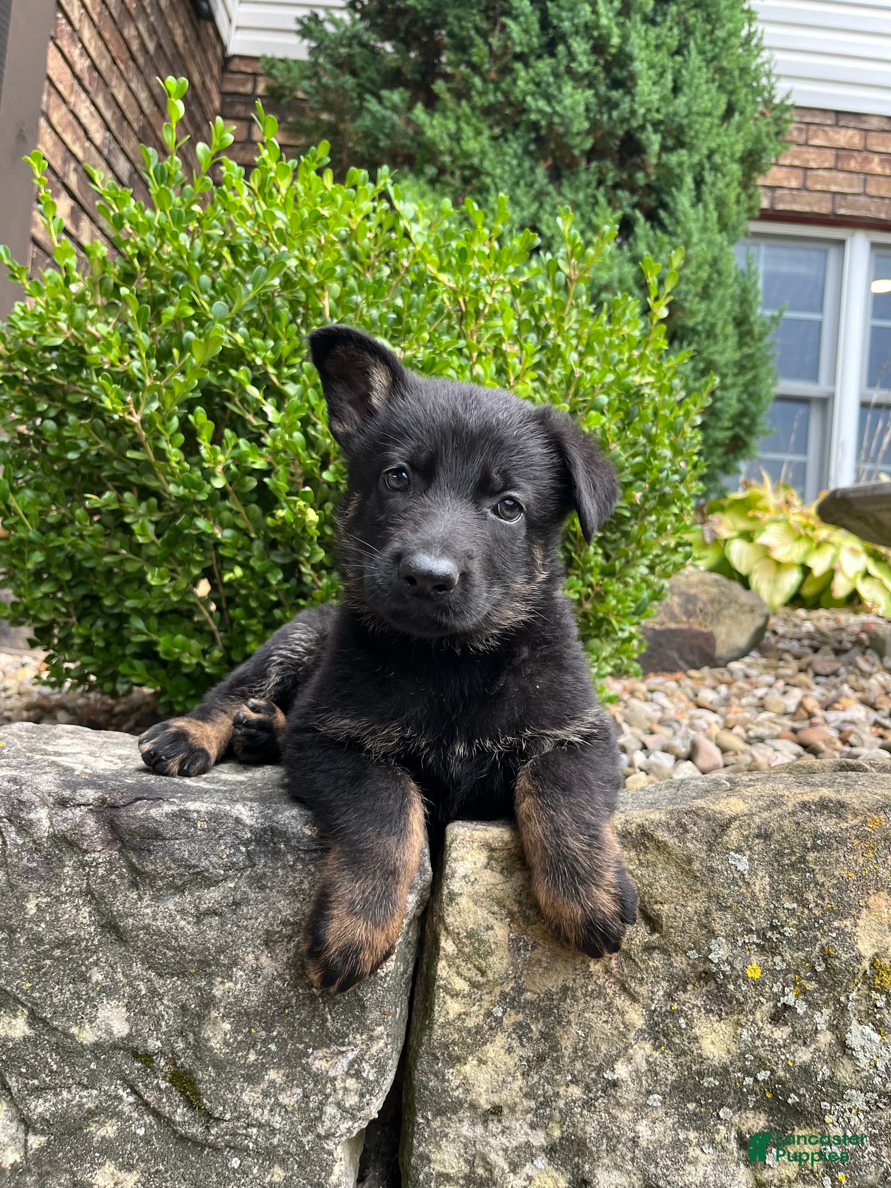 German Shepherd dogs Nyrah - Ad 2