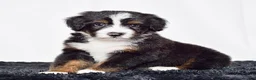 Bernedoodle dogs for sale: Mr. Oscar - Ad 5