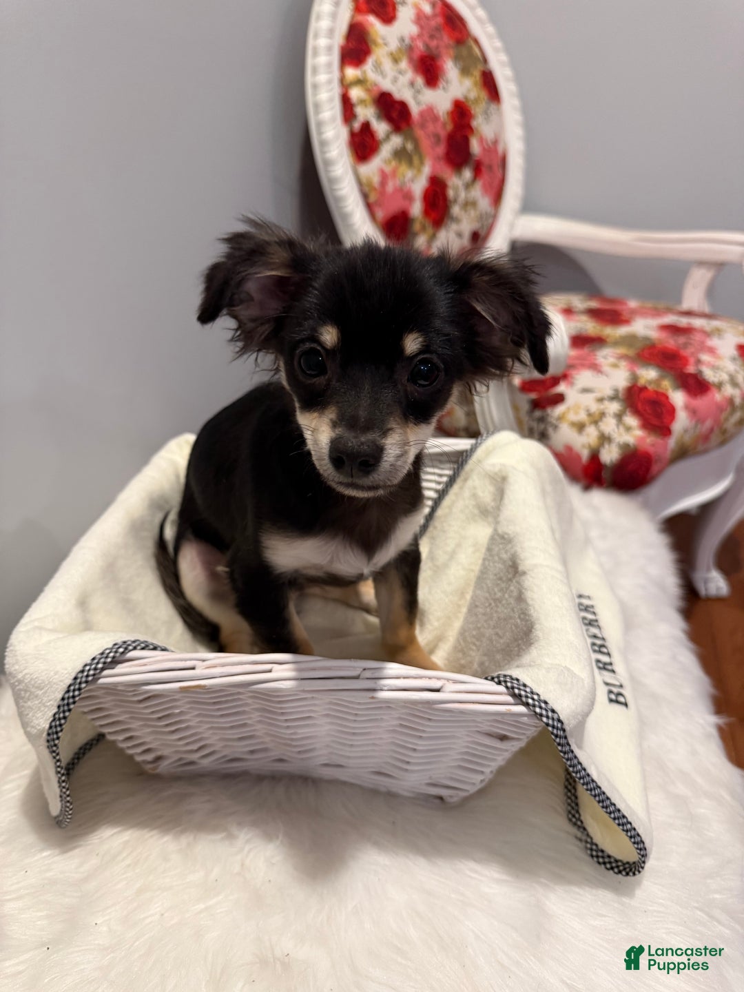 Chihuahua dogs for sale: Little bear - Ad 2