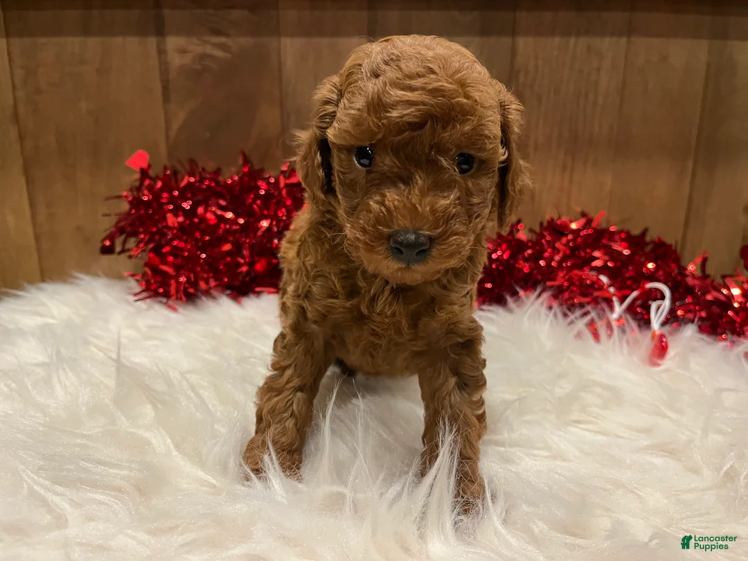 Toy Poodle dogs for sale: Toy Poodle Puppy 1 - Ad 3
