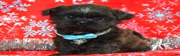 Shih Tzu dogs for sale: Toby - Ad 4
