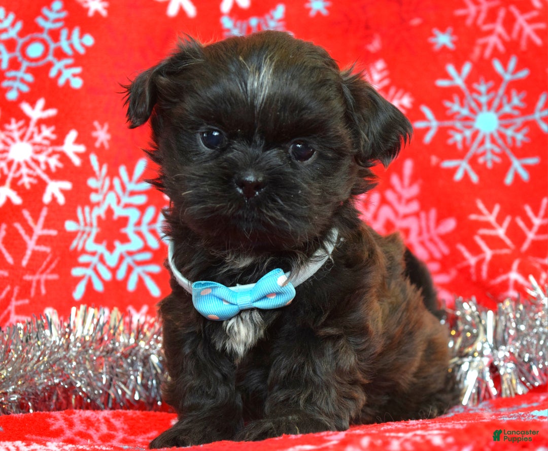 Shih Tzu dogs for sale: Toby - Ad 4