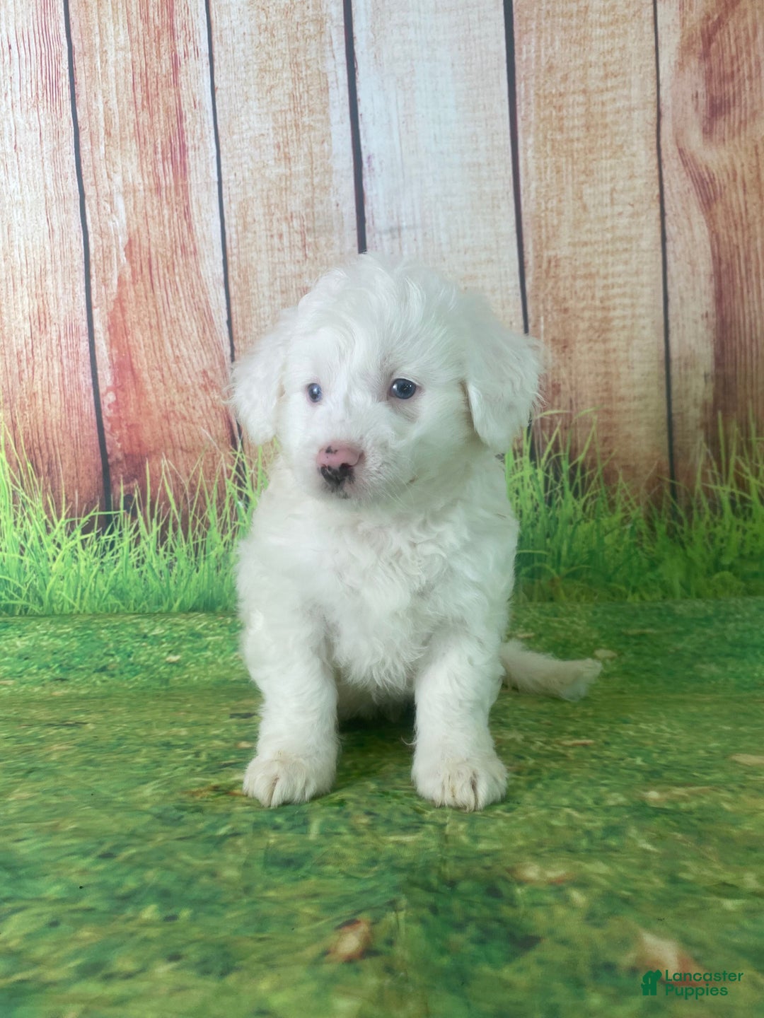 Mini Aussiedoodle dogs for sale: Gianna - Ad 8