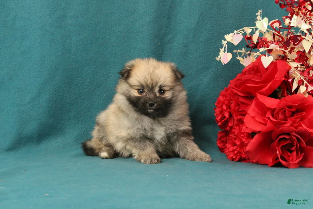 Pomeranian dogs for sale: Veronica - Ad 4