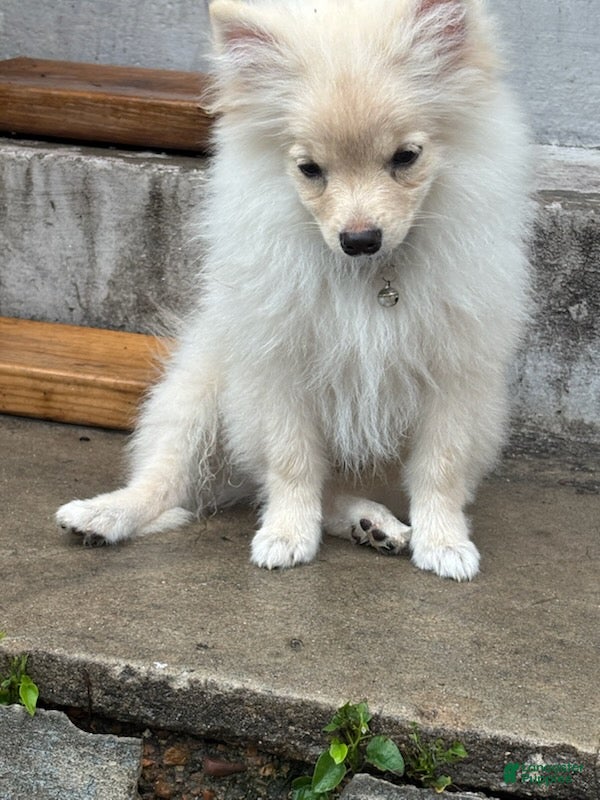 Pomeranian dogs Simon - Ad 2
