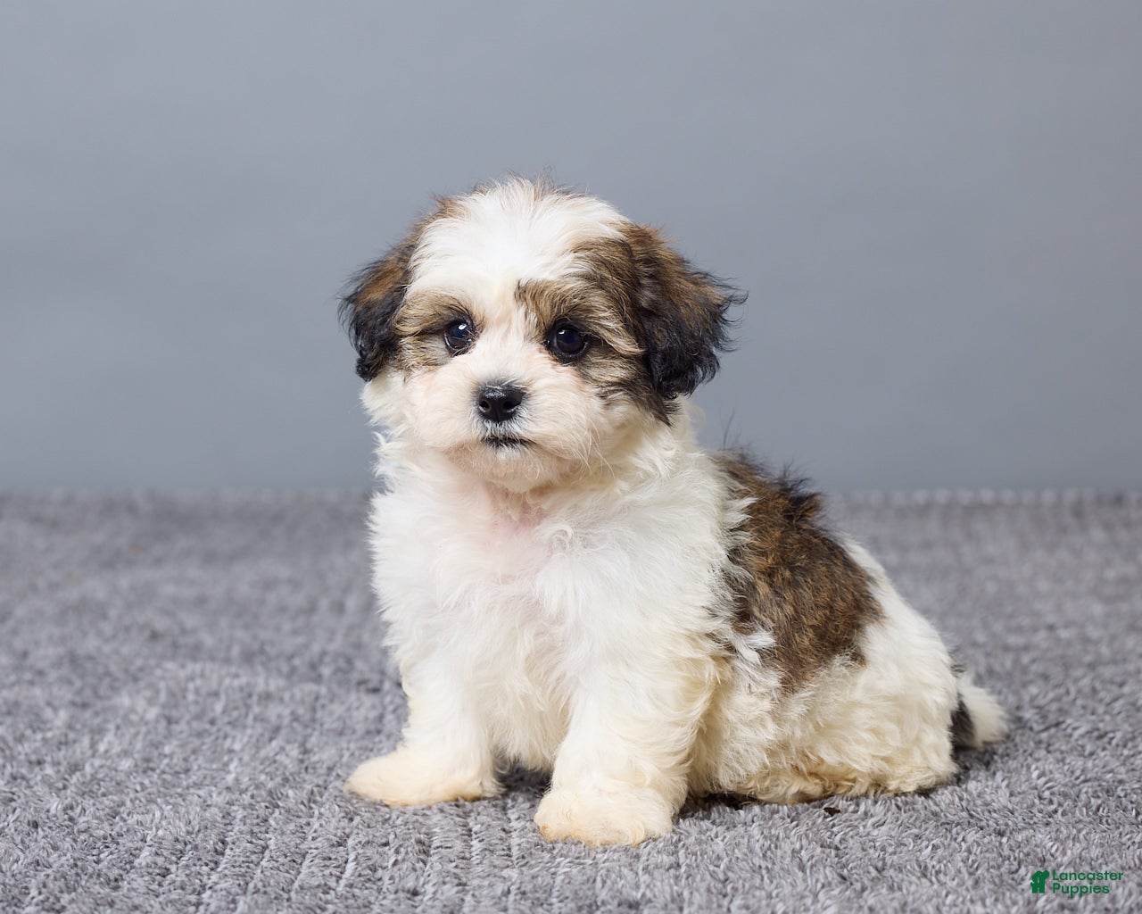 Teddy Bear dogs Lucy - Ad 2