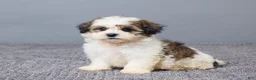 Teddy Bear dogs for sale: Lucy - Ad 2