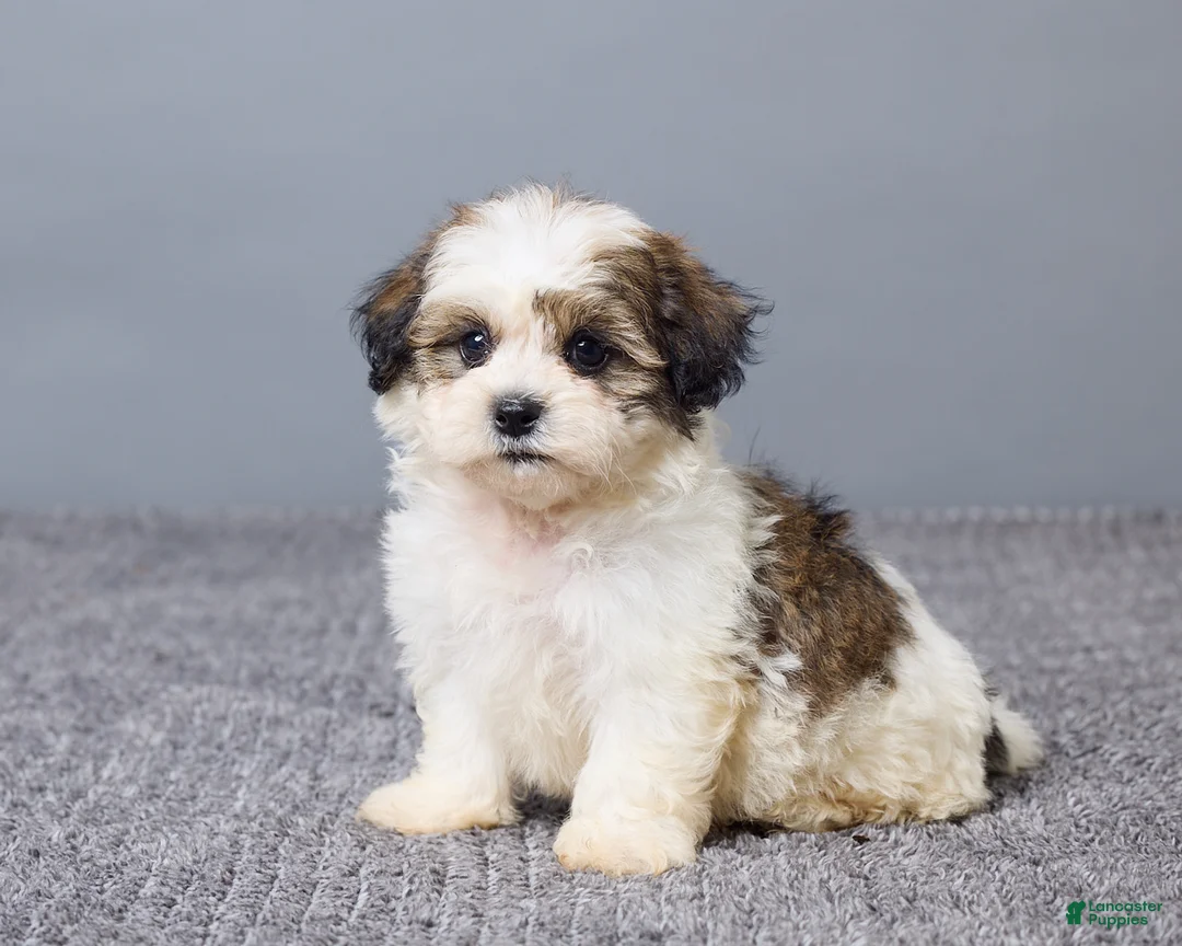 Teddy Bear dogs for sale: Lucy - Ad 2