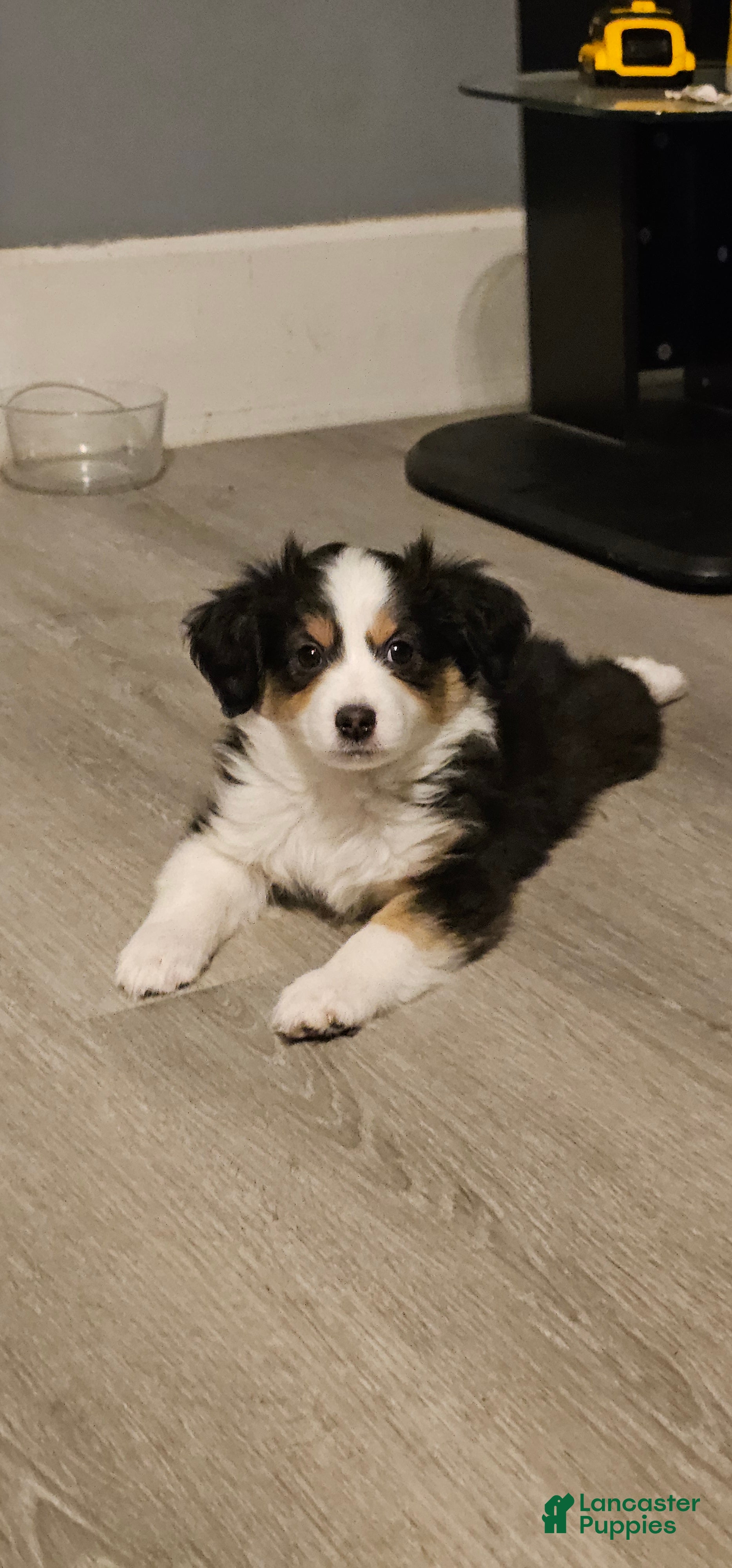 Mini Aussiedoodle dogs Mini Aussiedoodle Puppy 1 - Ad 27