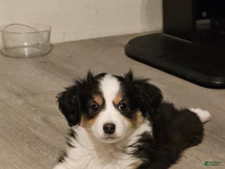 Mini Aussiedoodle dogs Mini Aussiedoodle Puppy 1 - Ad 27