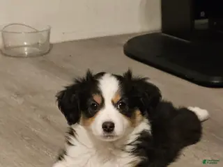 Mini Aussiedoodle dogs Mini Aussiedoodle Puppy 1 - Ad 25